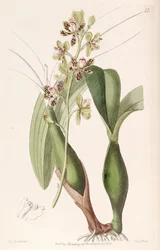 Prosthechea Vespa